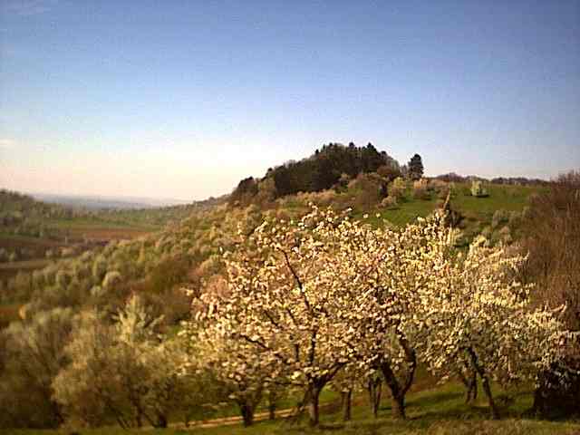 Obstbaumblüte über Neidlingen am 07. April 2002